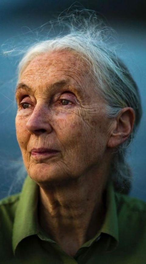 JANE GOODALL JANE GOODALL