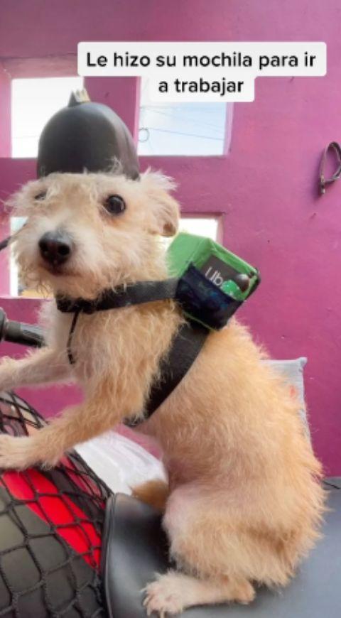 Perrita viral TikTok Perrita viral TikTok