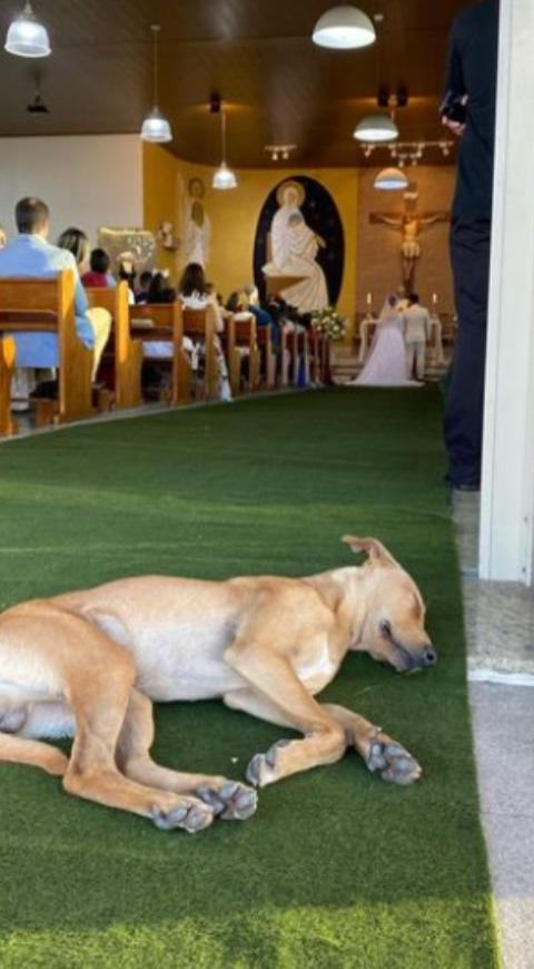 Perrito callejero adoptado en una boda Perrito callejero adoptado en una boda