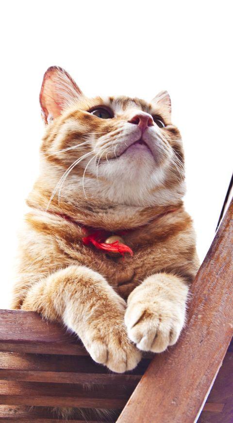 Gato Gato