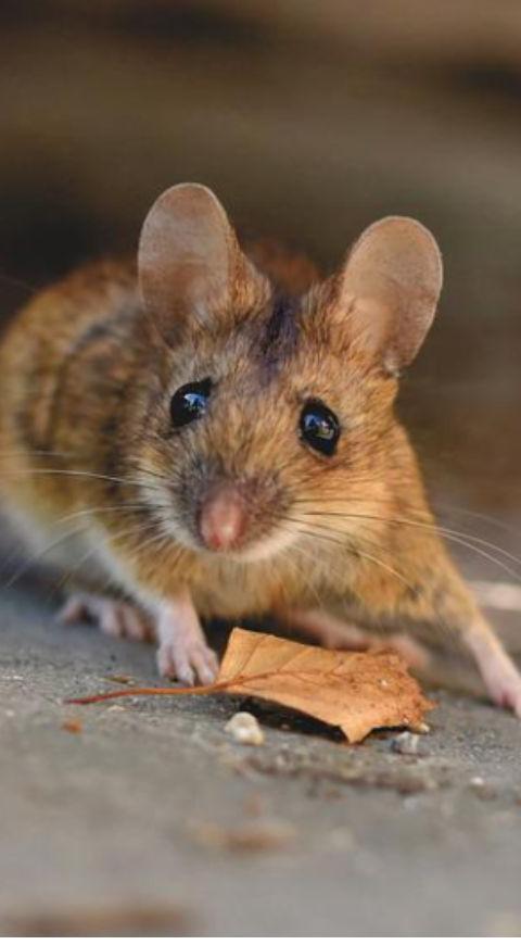 Ratón Ratón