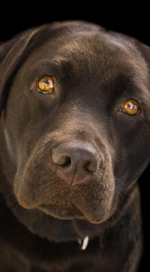 perro perro
