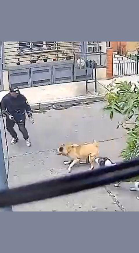 Perros callejeros salvan a hombre de un robo Perros callejeros salvan a hombre de un robo