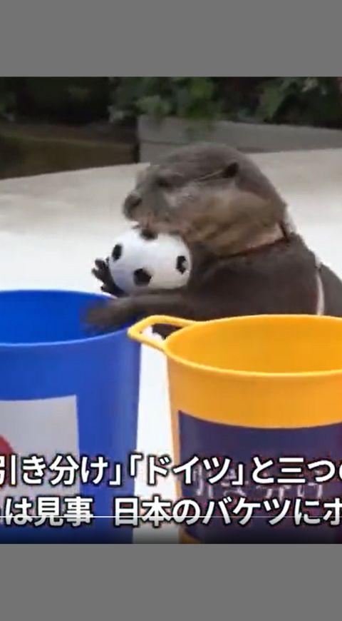 Nutria que predice resultado del mundial Nutria que predice resultado del mundial