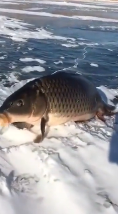 Pez carpa Pez carpa