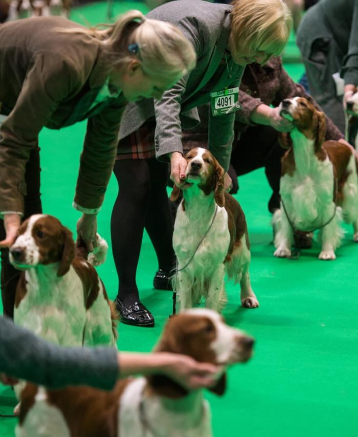 Crufts 2019