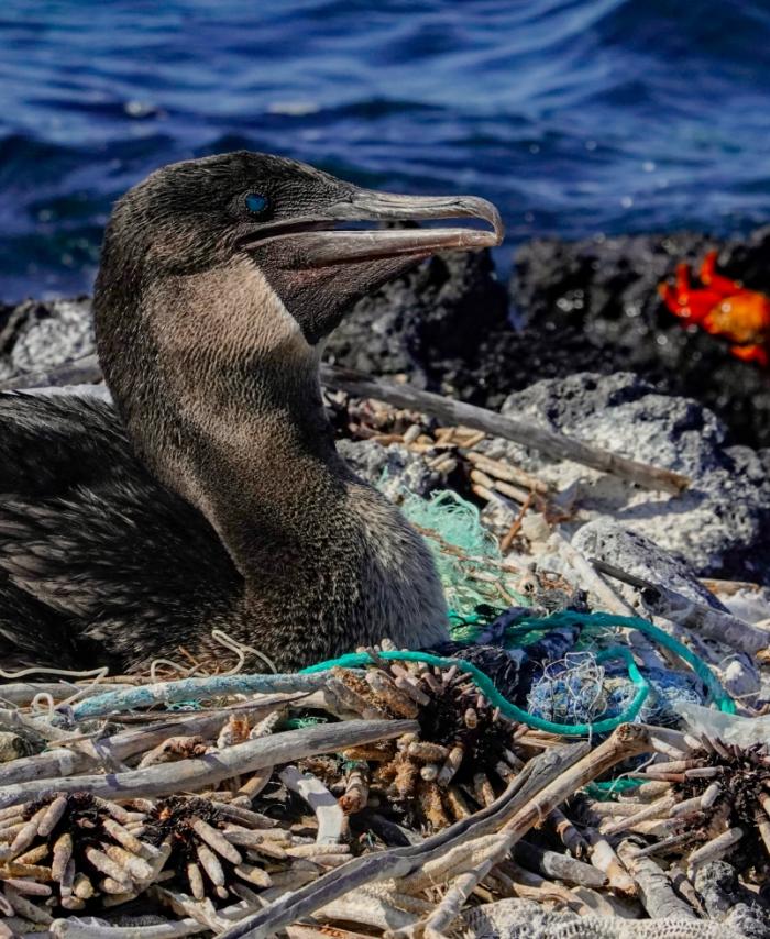 Isla Galápagos