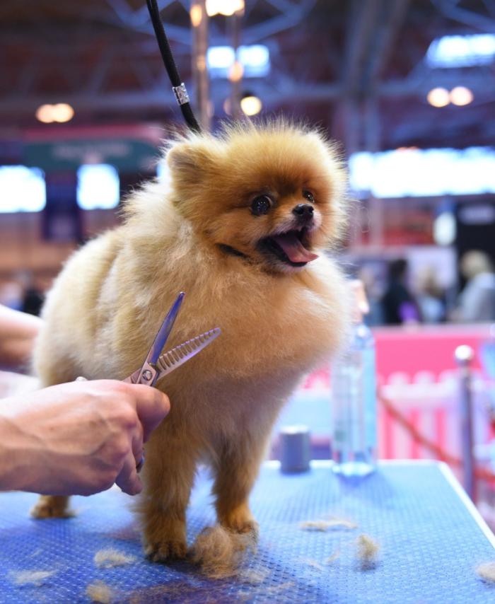 Crufts 2019