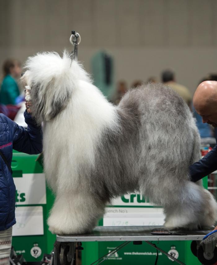 Crufts 2019