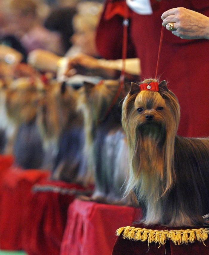Crufts 2019