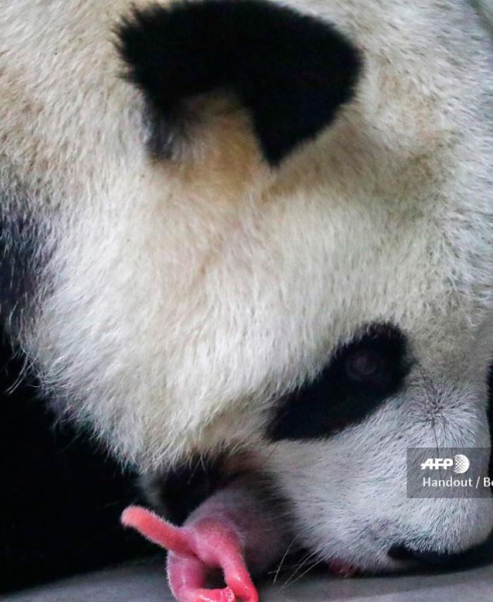 Nacen dos pandas gigantes gemelos en Bélgica