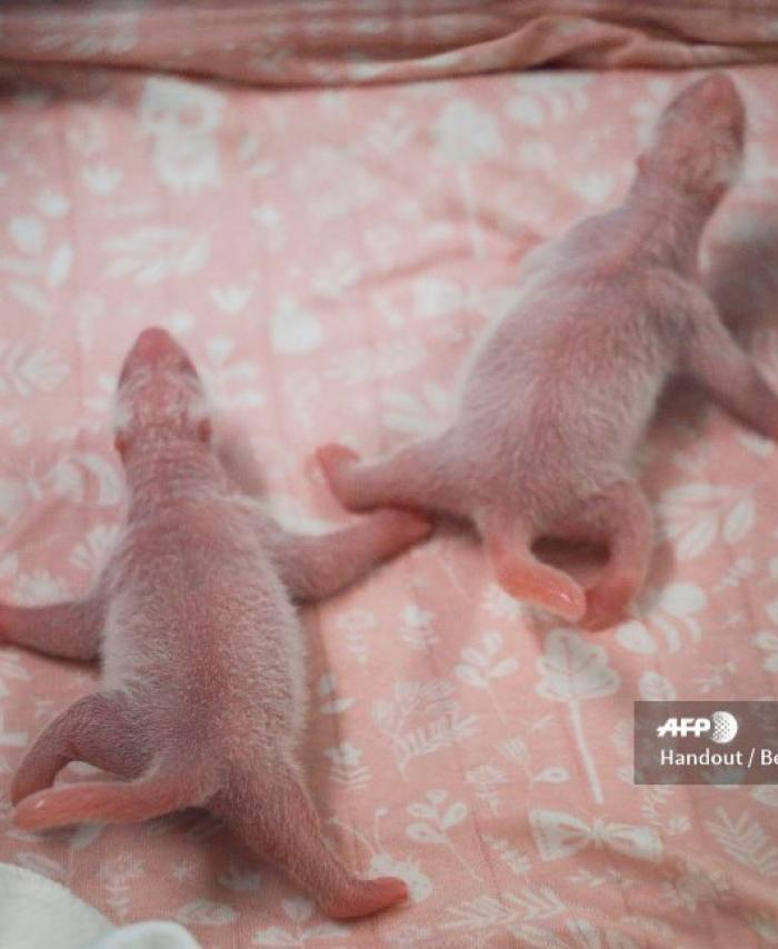 Nacen dos pandas gigantes gemelos en Bélgica