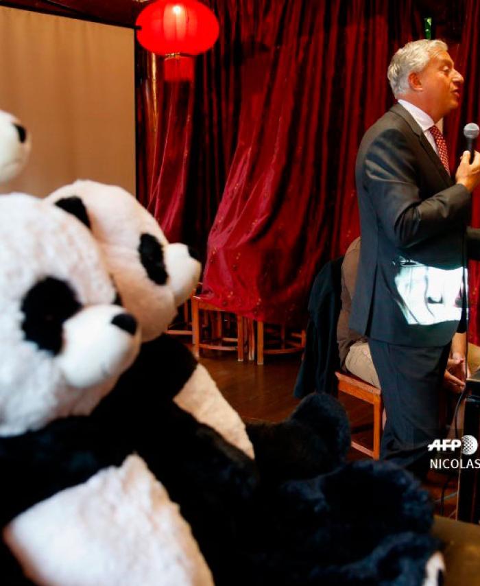 Nacen dos pandas gigantes gemelos en Bélgica