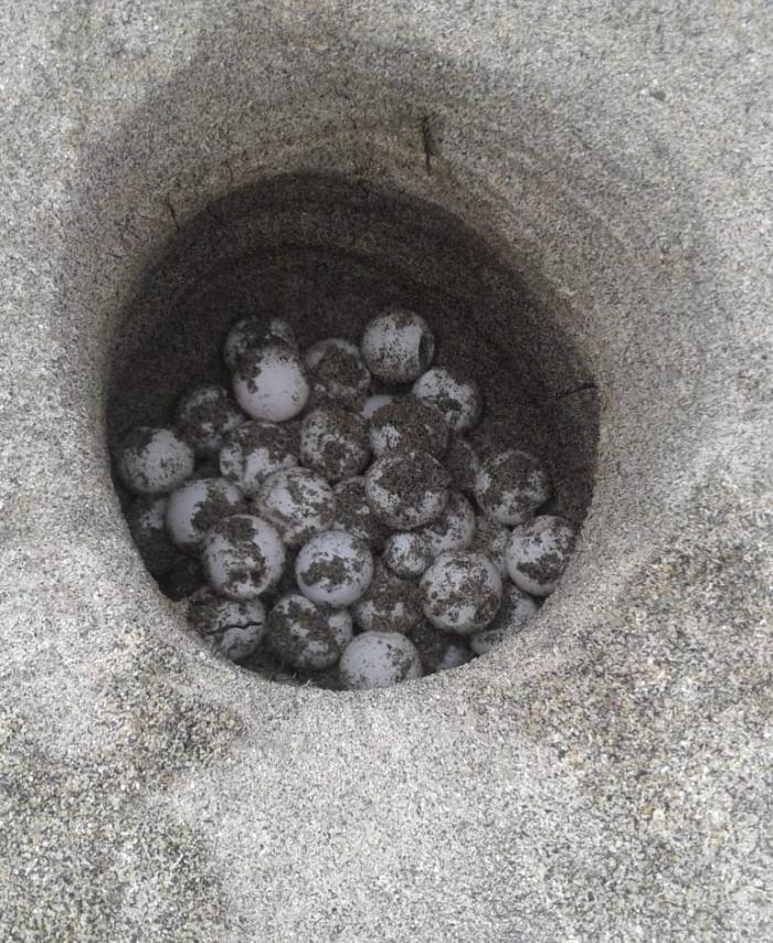Nido de tortugas