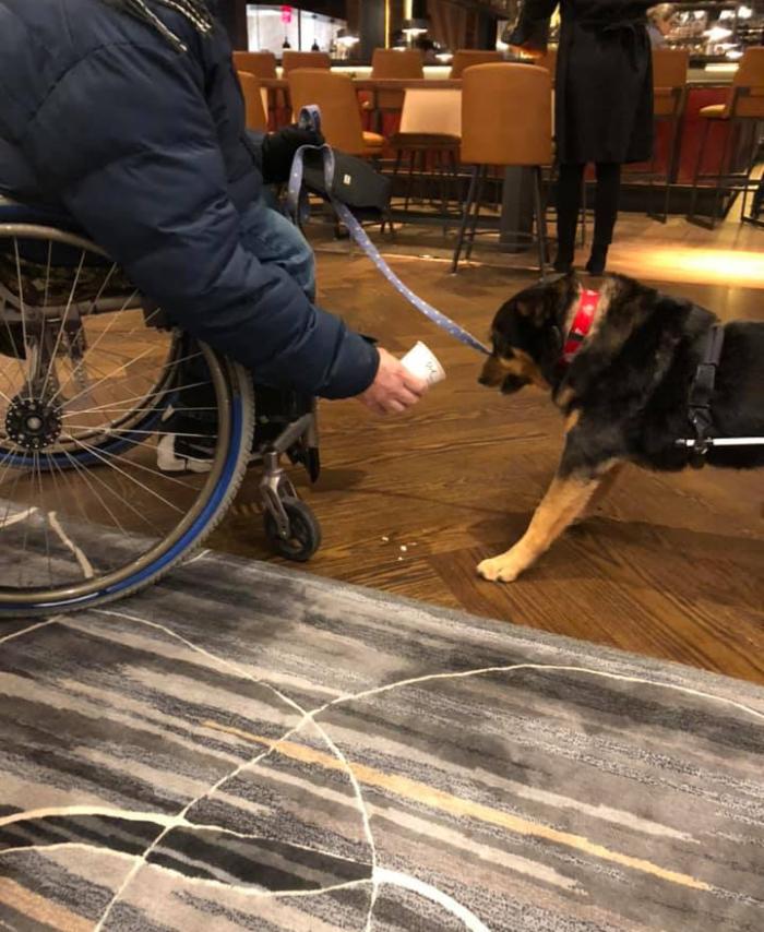 Perro en silla de ruedas