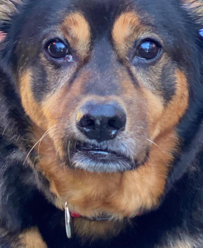 Bandit