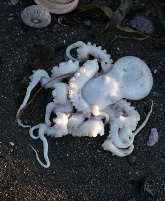 Vida marina muerta II