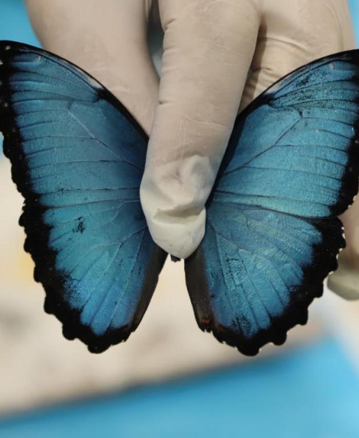 Especies recuperadas - Mariposa