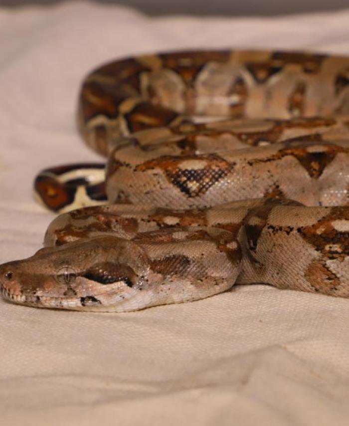 Especies recuperadas - Serpiente - Culebra