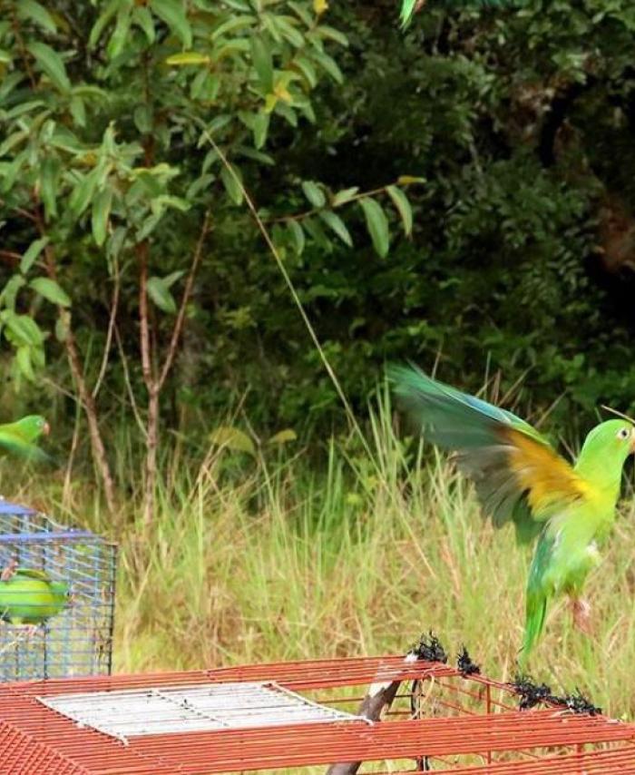 Especies recuperadas - Aves