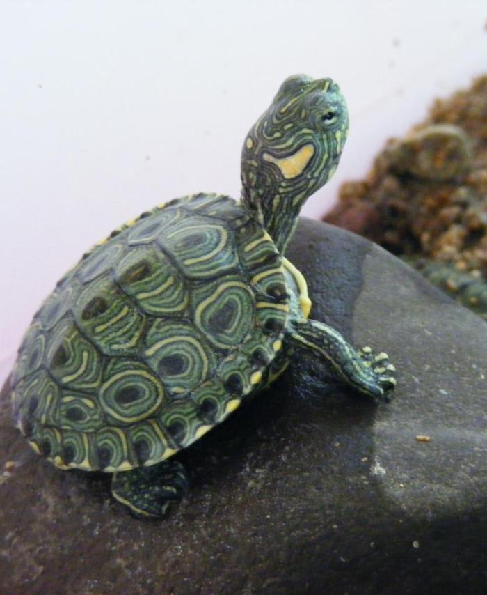 Especies recuperadas - Tortuga