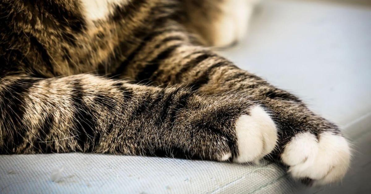 ¡Manos fuera! Las razones por las que no debes tocar las patas de tu gato 