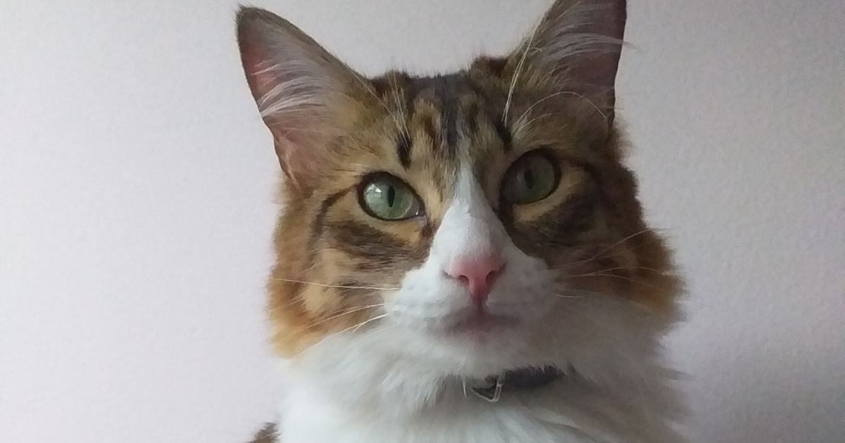 ¿Cómo hacer una fuente de agua para gatos casera? Sigue estos sencillos pasos 