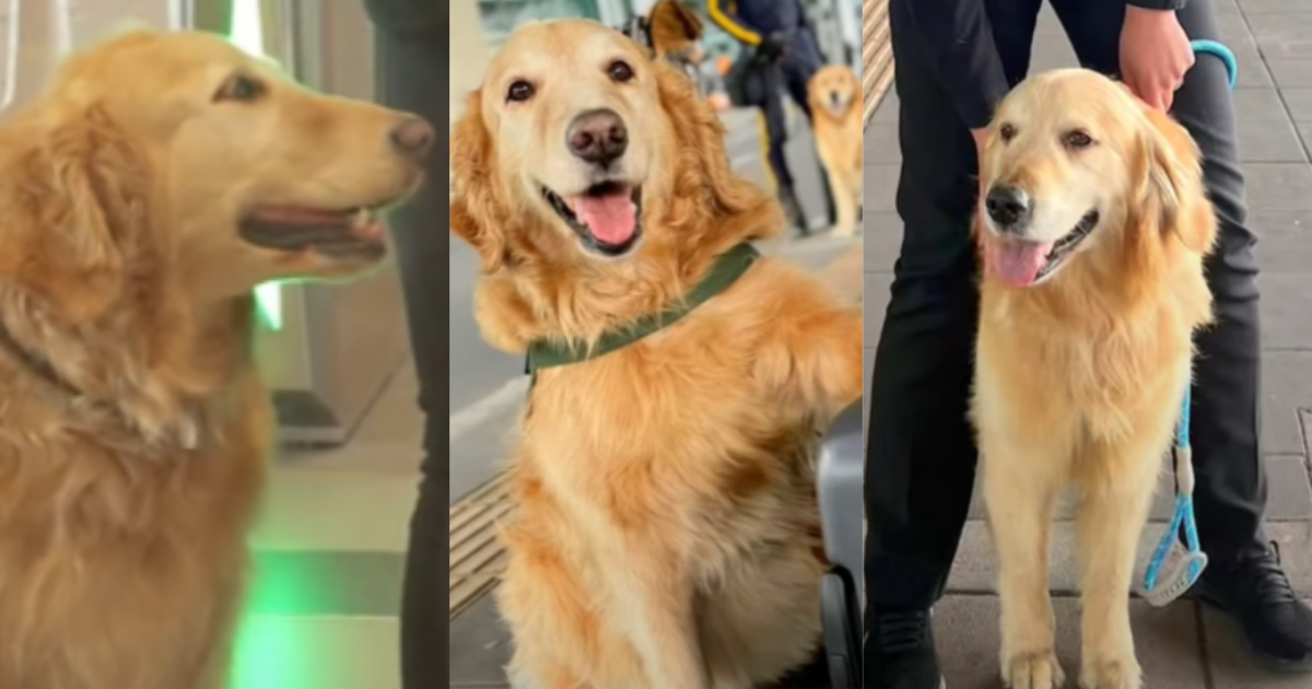 El video que conmovió a todos: Nieves y Oliver, los perritos del aeropuerto que se jubilaron