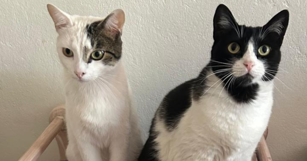 Cinco cosas que hacen felices a los gatos