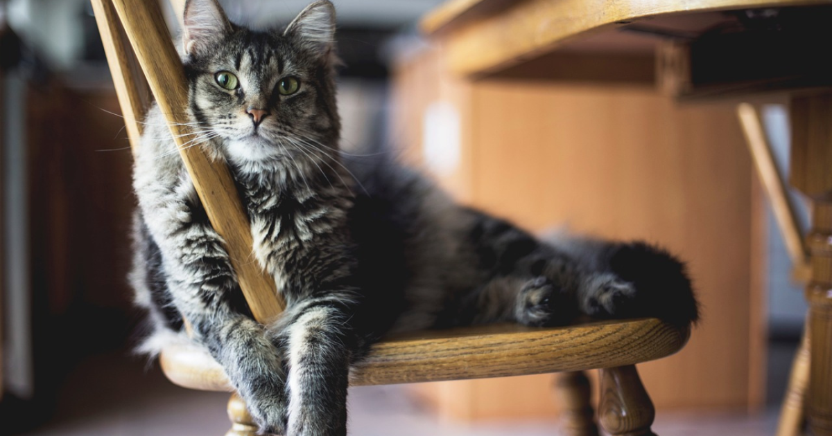 ¿Qué piensan los gatos de sus dueños? Lo que dice un experto 