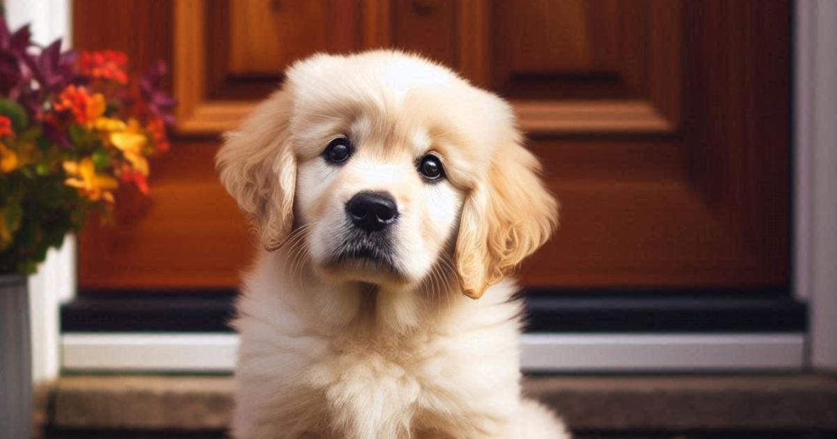 ¿Cómo mejorar el estado de ánimo de mi perro? Consejos para elevar la moral de tu mejor amigo