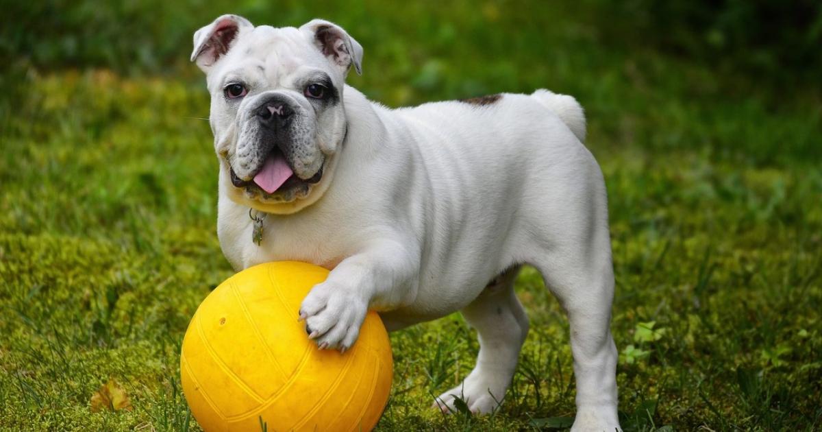 Así puedes tener un perro feliz y saludable en tu apartamento: guía práctica